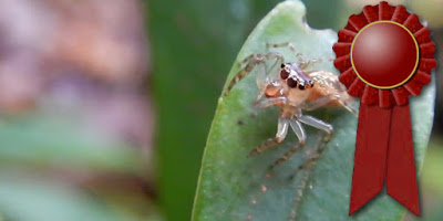 Video Screenshot: The Curious Big World of Jumping Spiders By Natalia Lucero with red ribbon to indicate honorable mention award