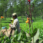Faces of Rural Indonesian Workers 3 - a digital photograph by Carlie Renee Cervantes De Blois