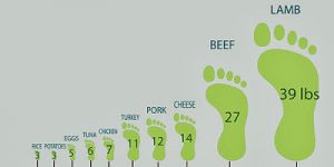 Foods with the Largest Carbon Footprint Thumbnail Image