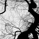 Rising to Potential by Amy Bartosiak