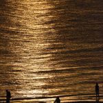 Golden Gulf by Alexandra Anderson